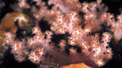 Corals