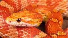 Corn corn snake