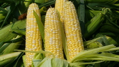 Corn cornfield