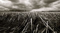 Corn dramatic sky drama
