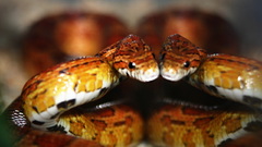 Corn snake