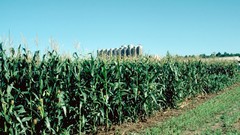 Cornfield complex magazine