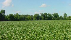 Cornfield jacksonville complex magazine