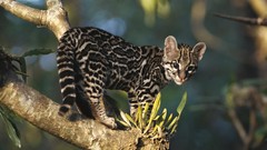 Costa rica wildlife Margay
