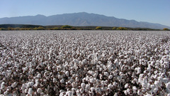 Cotton farming in fields