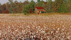 Cotton north carolina complex magazine