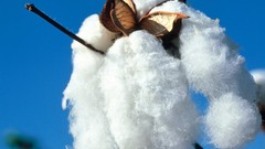 Cotton wildlife