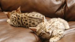 Couch Animals Kittens closed