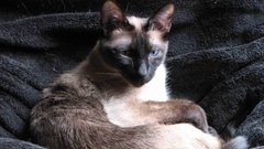 Couch czar loresapprove of