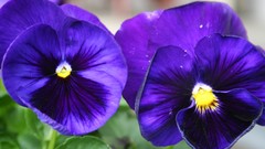 Couple More pansies flower
