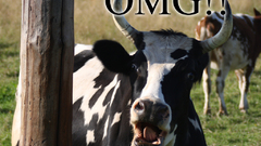 Cow high OMG Resolution