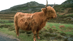 Cows Highland cattle