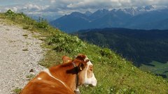 Cows vache vacca kuh