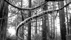 Cox bwcurvetrees high