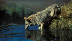 Coyote Wild nature Animals