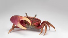 Crabs crustacean