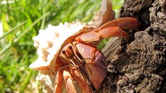 Crabs hermit crabs crustacean