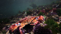 Crabs underwater coral reef
