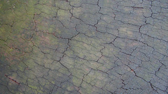 Cracked Wood nature