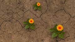 Cracks soil ground yellow flowers