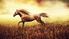 Creative Animals Horses cornfield digital art fantasy art