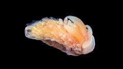 Creatures black background sea