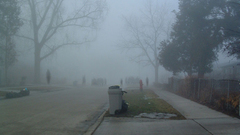 Creepy Trees zombies