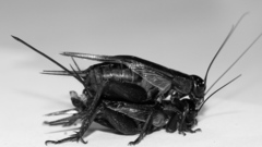 Crickets high
