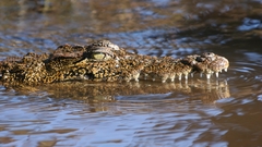 Croc croco reptile Animals