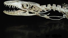 Crocodile Monitor skull lateral