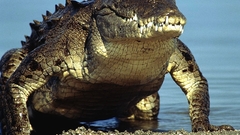 Crocodiles