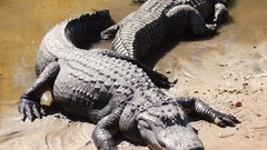 Crocodiles Reptiles