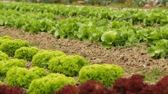 Crops fields farmland