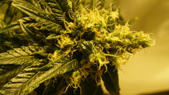 Cross The high kush Resolution hawaiian