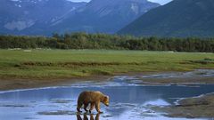 Crossing river katmai National