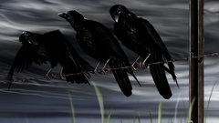 Crows