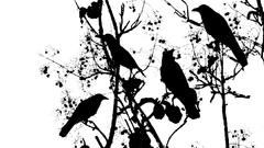 Crows