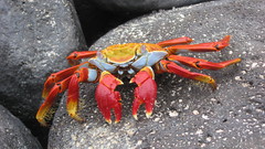 Crustacean selective coloring rocks