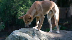 Crw Wild dingos in