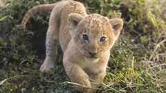 Cubs Lions baby animals