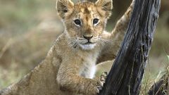 Cubs Lions baby animals
