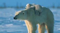 Cubs Polar Bears