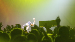 Cudder bonnaroo epic shot