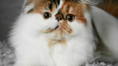 Cute cat katze kitten