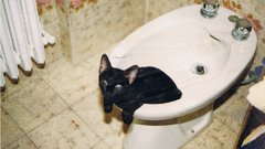 Cuteytina similar high