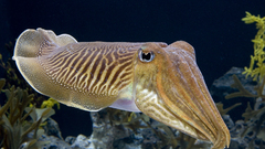 Cuttlefish