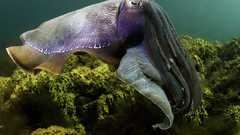 Cuttlefish