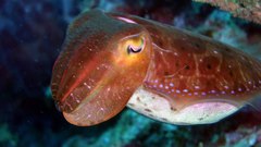 Cuttlefish