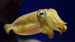 Cuttlefish Sea sepias