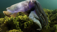 Cuttlefish underwater sealife Animals